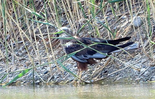 Western Marsh Harrier