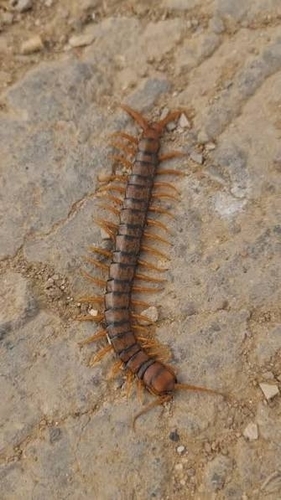 Mediterranean Banded Centipede