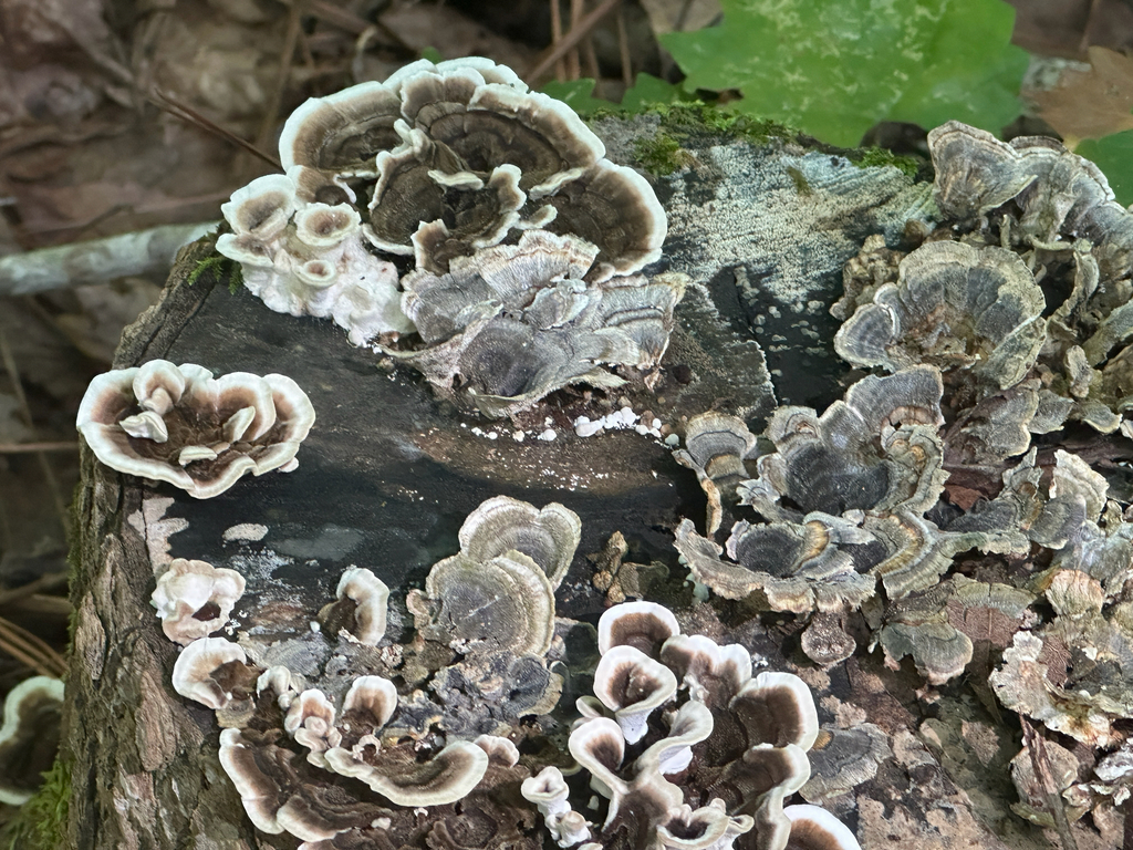 turkey-tail · August 2026 · photo: Photo: no rights reserved · iNaturalist