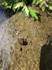 Semisulcospira