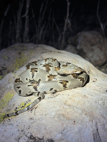 Texas Lyre Snake