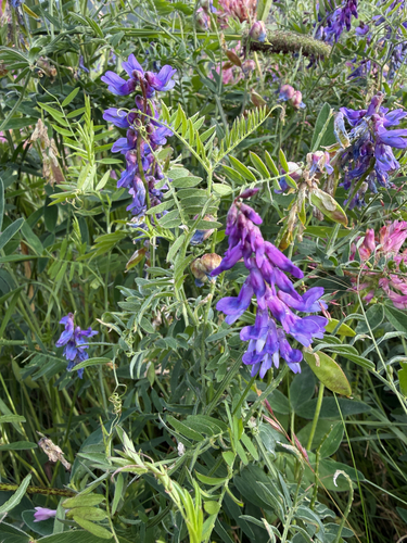 tufted vetch