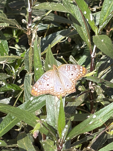 White Peacock