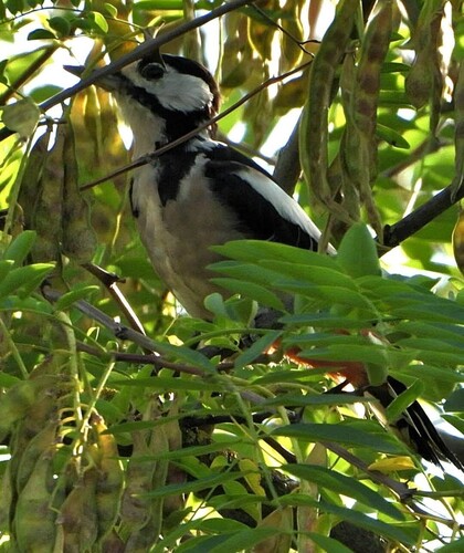 Great Spotted Woodpecker