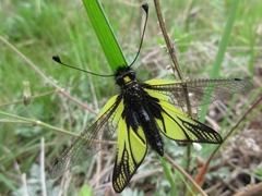 Libelloides sibiricus sibiricus