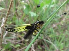 Libelloides sibiricus sibiricus
