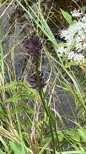 Phyteuma nigrum, 2026-08-07