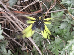 Libelloides sibiricus sibiricus