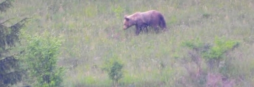 Eurasian Brown Bear