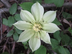 Clematis patens
