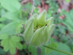 Clematis patens