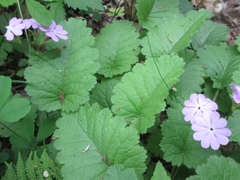 Primula sieboldii