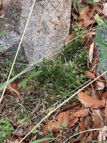 Rockloving spikemoss (Selaginella rupincola)