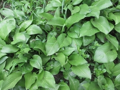 Hosta plantaginea