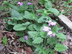 Primula sieboldii