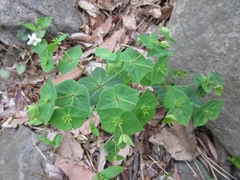 Euphorbia sieboldiana