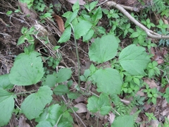 Clematis heracleifolia