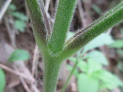 Clematis heracleifolia