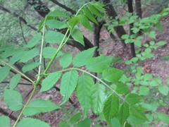 Picrasma quassioides