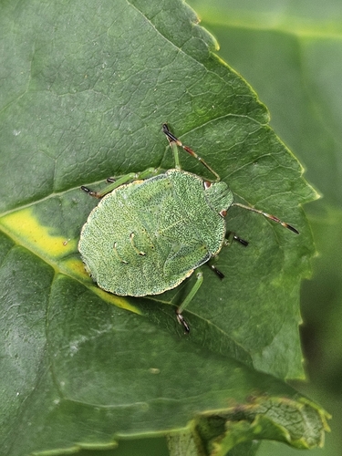 Green Shield Bug