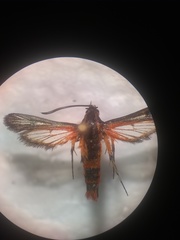 Synanthedon polygoni