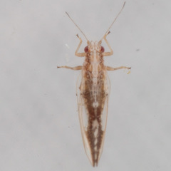 Leuronota maculata