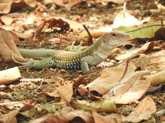 Aspidoscelis motaguae