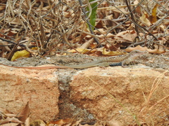 Aspidoscelis motaguae