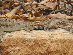 Aspidoscelis motaguae