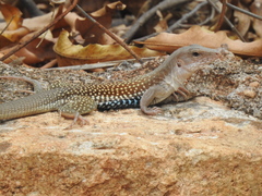 Aspidoscelis motaguae