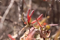 Ligaria cuneifolia, photograph (c) Gabriel Albelda, some rights reserved (CC BY)