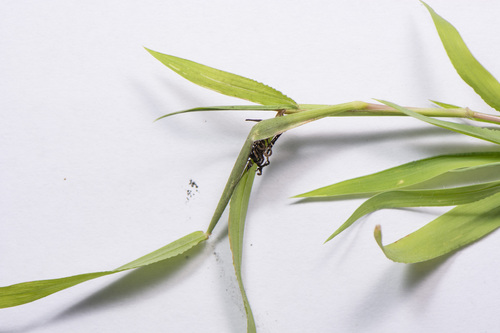 Ustilago syntherismae, 2026-08-07