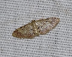 Idaea pervertipennis