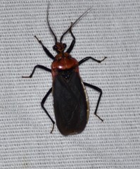 Rhiginia cinctiventris