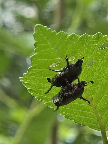 Japanese Beetle