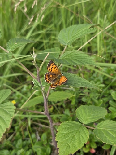 Scarce Copper