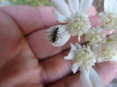 Oedemera rufofemorata
