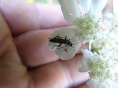 Oedemera rufofemorata