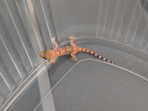 Mediterranean House Gecko