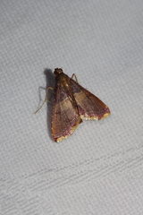 Endotricha olivacealis