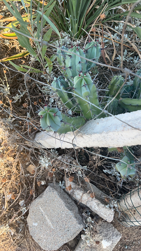 Blue Myrtle-cactus