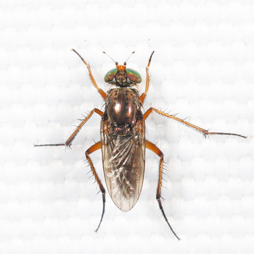 Tachytrechus binodatus