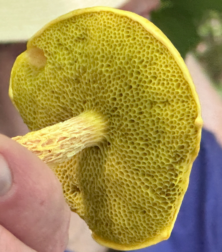 shaggy-stalked bolete · August 2026 · photo: Photo: no rights reserved · iNaturalist
