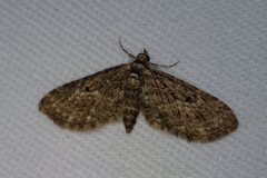 Eupithecia kuroshio