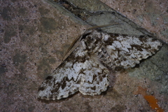 Biston marginata