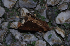 Ercheia dubia