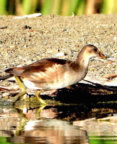 Common Moorhen