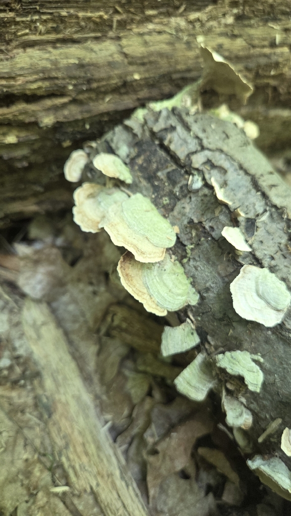 violet-toothed polypore · August 2026 · photo: Photo: (c) Carter Ertel, some rights reserved (CC BY) · iNaturalist