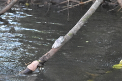 Itapotihyla langsdorffii