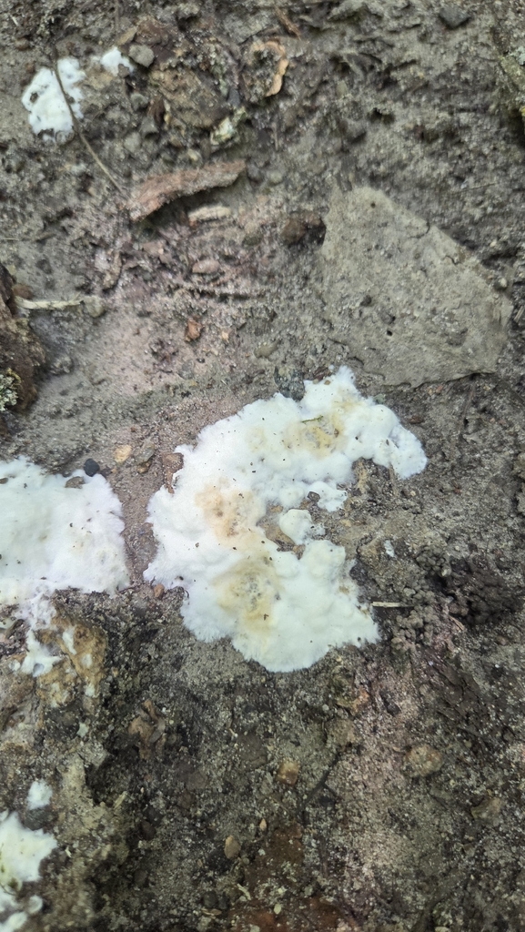 enveloping crust · August 2026 · photo: Photo: (c) Carter Ertel, some rights reserved (CC BY) · iNaturalist